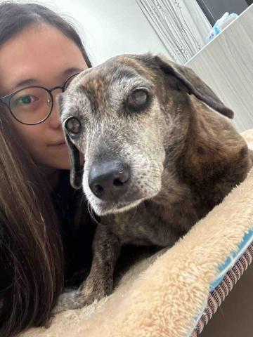 薏嘉（寵物保母） - 十二歲米克斯（洋蔥）