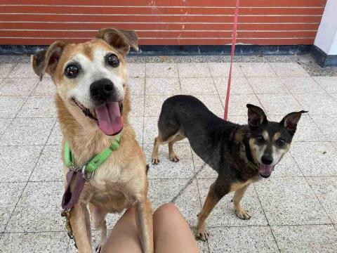 薏嘉（寵物保母） - 家狗（黑色的已去世）