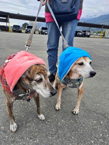 薏嘉（寵物保母） - 帶家狗去台東玩