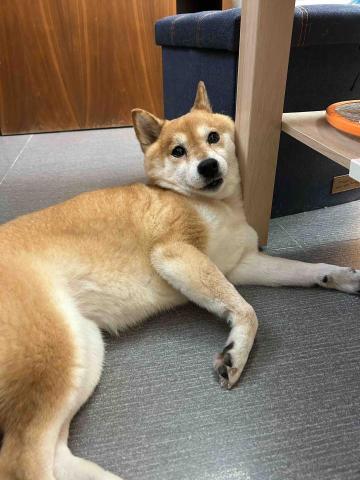 薏嘉（寵物保母） - 