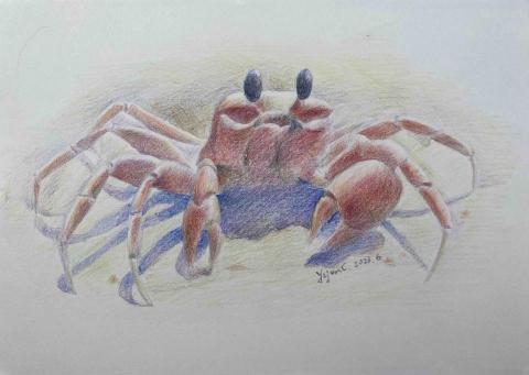 Jasmine老師 - 色鉛筆