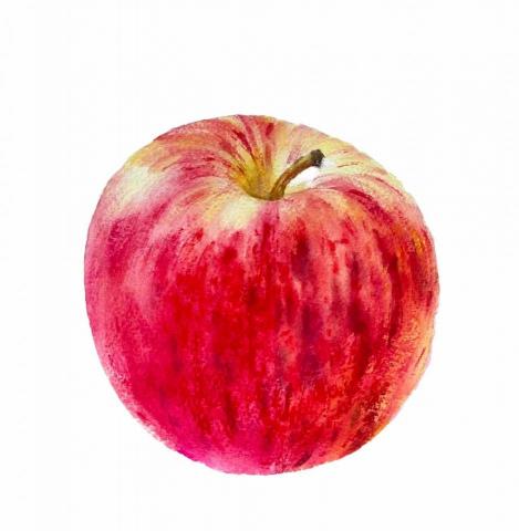 佐森美學 TheForest Art Stu. - 水彩蘋果