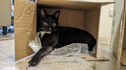 幸福囧小球 - 家裡的小寶貝小肥球