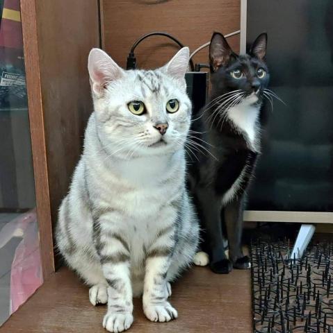 幸福囧小球 - 自家兩個寶貝