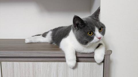 幸福囧小球 - 呆呆萌萌小湯圓 （寄宿貓咪）