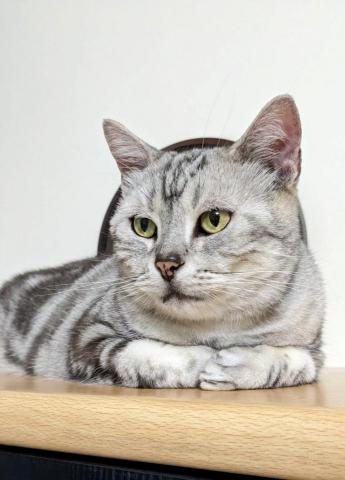 幸福囧小球 - 家裡的大寶貝大囧囧