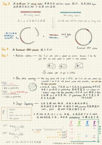 王楷綸 - 基因工程（關於生物&mdash;生科）