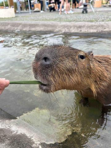 何奕辰 - 我喜歡水豚君