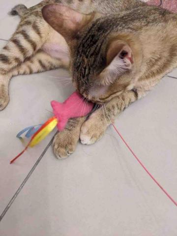 CATCARE-貓咪保母 - 服務案例4-陪玩