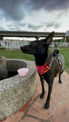 日光甜點室 - 外出溜狗散步