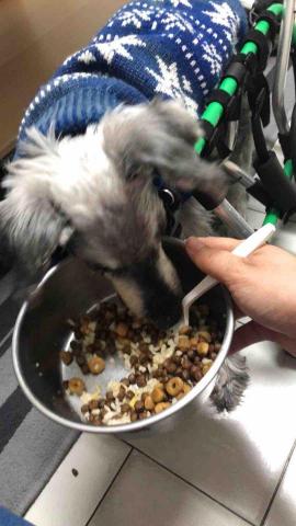 日光甜點室 - 老犬照顧