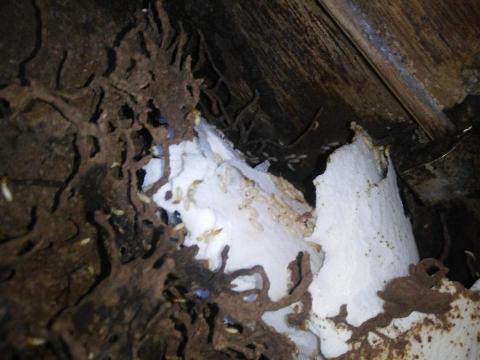 除蟲達人病媒防治有限公司 - 白蟻滅巢系統