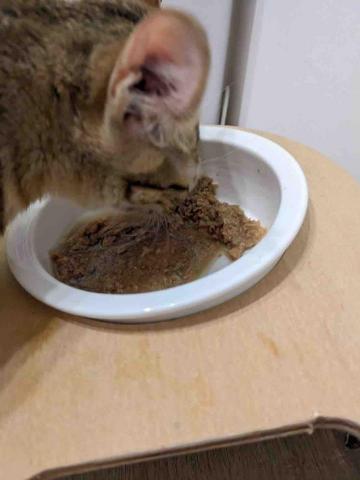 CATCARE-貓咪保母 - 服務案例3-放飯