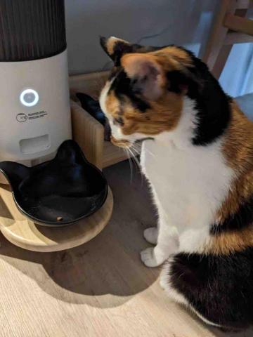 CATCARE-貓咪保母 - 服務案例-2，等罐罐呢