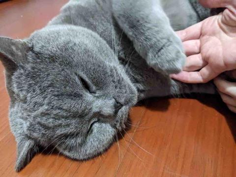 CATCARE-貓咪保母 - 服務案例-1