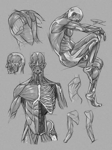 史以凡 - 人體肌肉練習 史以凡 - 人體肌肉練習