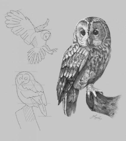 史以凡 - 動物素描系列:灰林鴞 史以凡 - 動物素描系列:灰林鴞