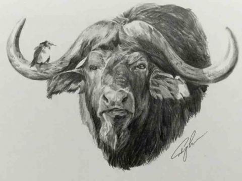 史以凡 - 動物素描系列:非洲水牛 史以凡 - 動物素描系列:非洲水牛