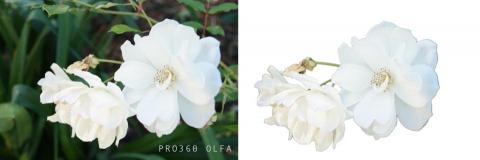 Olfa人生不設限 - 花朵去背