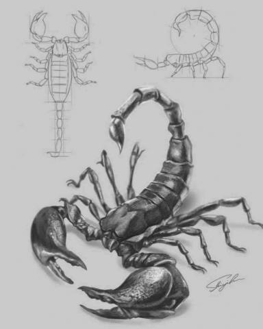 史以凡 - 動物素描系列:帝王蠍 史以凡 - 動物素描系列:帝王蠍