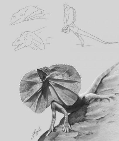 史以凡 - 動物素描系列:褶傘蜥 史以凡 - 動物素描系列:褶傘蜥