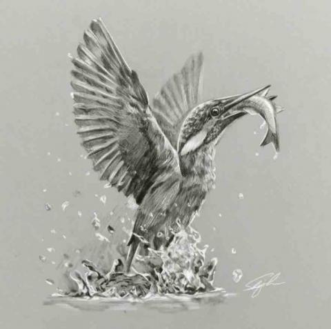 史以凡 - 動物素描系列:翠鳥 史以凡 - 動物素描系列:翠鳥