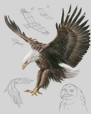 史以凡 - 動物素描系列:白頭海雕 史以凡 - 動物素描系列:白頭海雕