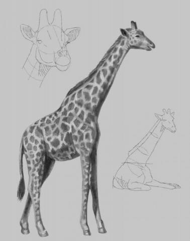 史以凡 - 動物素描系列:努比亞長頸鹿 史以凡 - 動物素描系列:努比亞長頸鹿