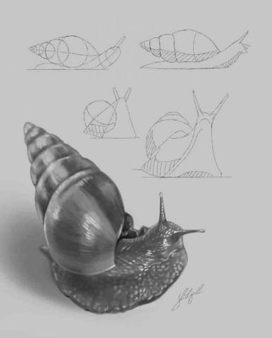 史以凡 - 動物素描系列:非洲大蝸牛 史以凡 - 動物素描系列:非洲大蝸牛