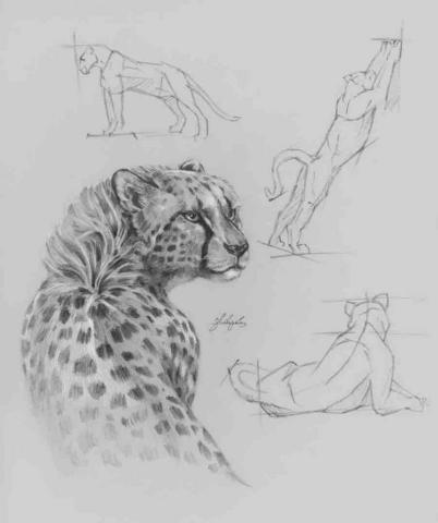 史以凡 - 動物素描系列:亞洲獵豹 史以凡 - 動物素描系列:亞洲獵豹