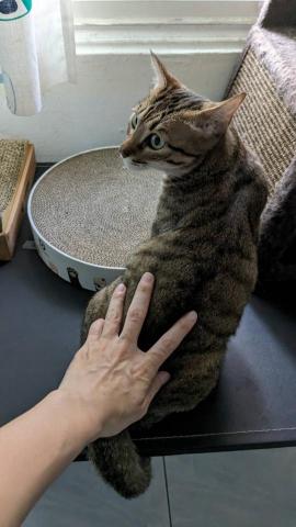 幸福囧小球 - 小小害羞，熟了就玩很high的妹妹