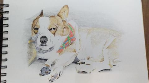 拿起原子筆 - 咻息的柯基