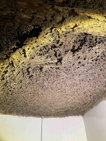 藝橙環保病媒防治 - 蟻巢