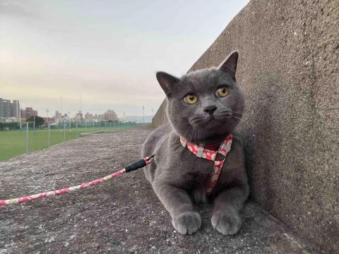 yu - 家裡的小憨貓❤️