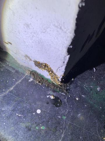 蟲蟲特攻隊 - 雖然說白蟻只啃食木質或纖維類的東西，但若該處有白蟻出沒，很可能會從牆壁或磁磚縫隙，鑽出來並築蟻道，這是因為他們正在隨機搜尋哪個地方有食物。