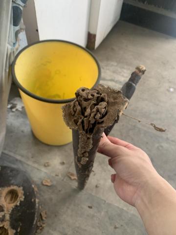 蟲蟲特攻隊 - 這是木椅的腳，即使是完全實心的木頭，白蟻還是有辦法將之咬成空洞。白蟻雖然體型小，但還是展現了滴水穿石的力量。