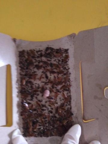 驅蟲氏除蟲消毒工作室 - 蟑螂防治績效