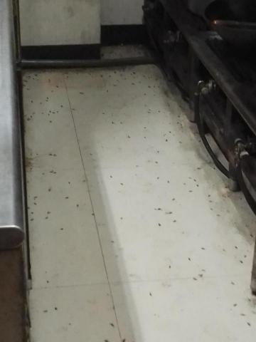 驅蟲氏除蟲消毒工作室 - 蟑螂防治績效