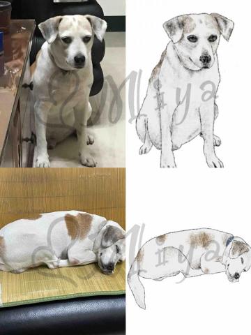 Miya沒有芽 - 寵物寫實貼圖