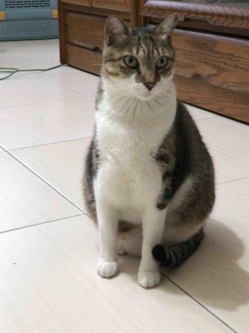 諾媽寵物保姆 - 