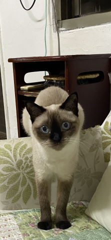 諾媽寵物保姆 - 