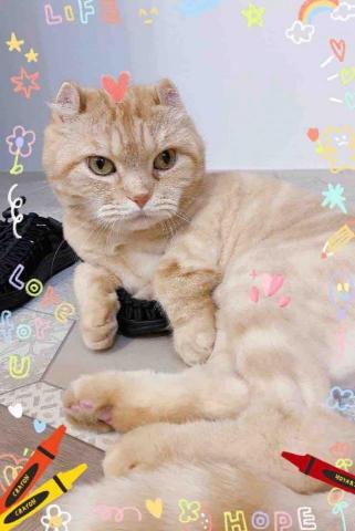 諾媽寵物保姆 - 