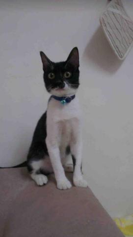 諾媽寵物保姆 - 