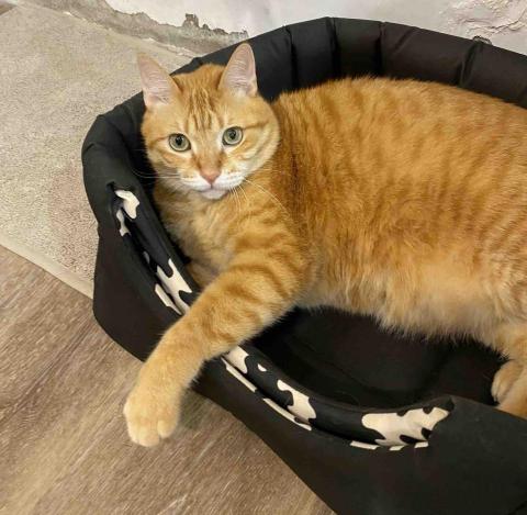 諾媽寵物保姆 - 