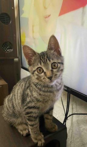 諾媽寵物保姆 - 