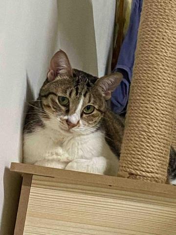 諾媽寵物保姆 - 