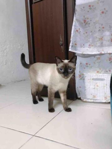 諾媽寵物保姆 - 