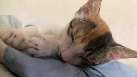 提供遛狗服務的專家許文馨