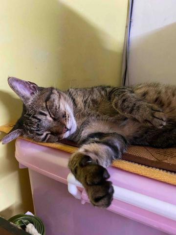 諾媽寵物保姆 - 