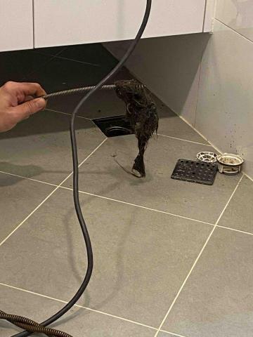 大強 - 水管堵塞、通排水